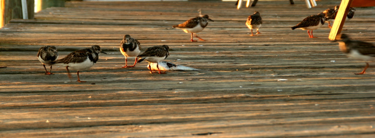 Birds on a pier pecking away at a discarded fish laying on the boardwalk.