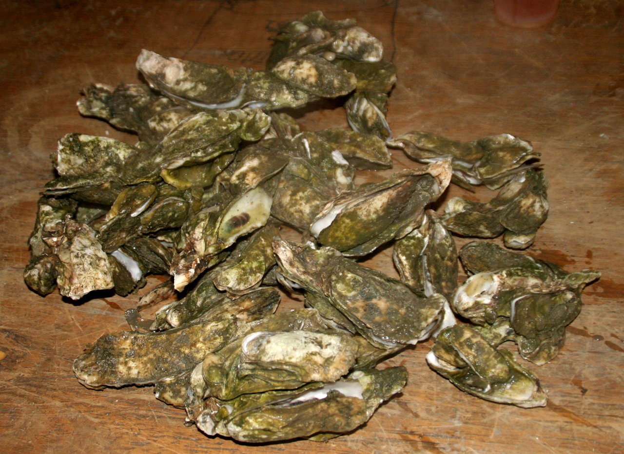 A pile of freshly steamed oysters on a wooded table.