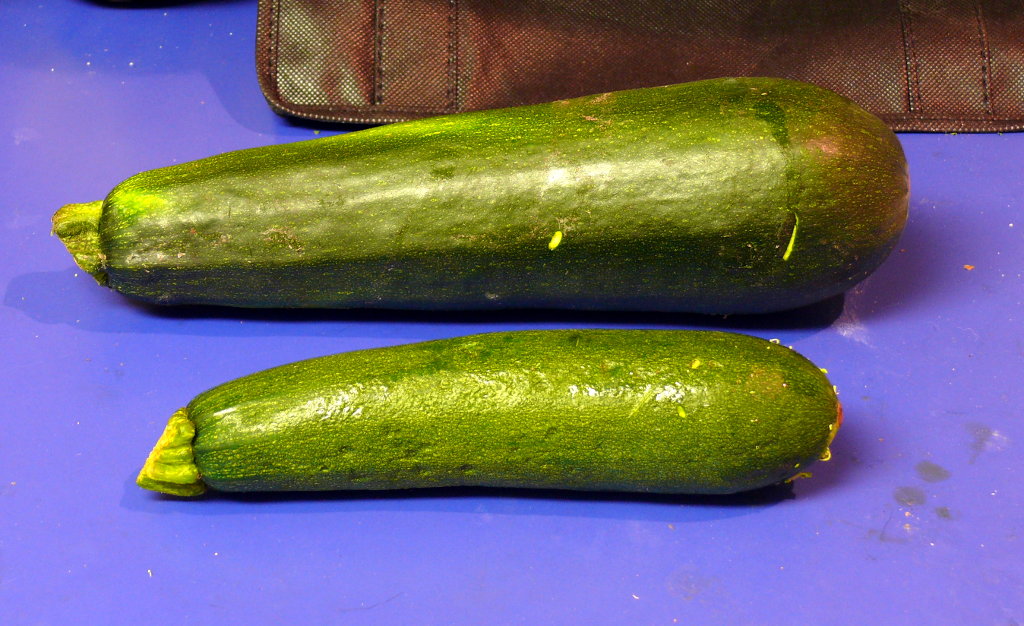 A very large zucchini from the CSA compared to a smaller zucchini from the grocery store.