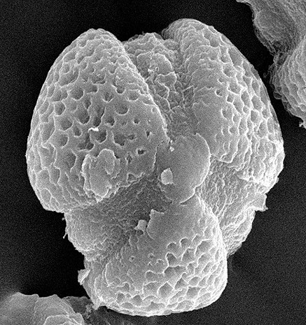 Cynomorium coccineum pollen