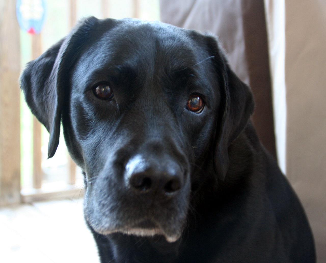 Photo of the head of a Labrador Retriever.  The dog's name is Nala and it's her birthday.