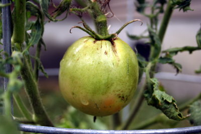 Tomato01_20110715.JPG