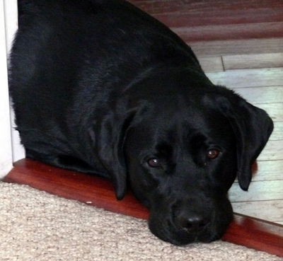 Another photo of puppy Nala, a black labrador.