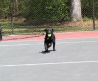 Retrieving the ball