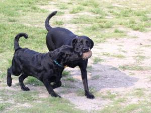 Sharing the ball