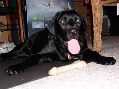 Chewing on his bone