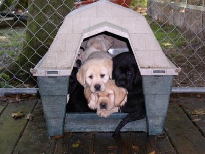 Doghouse Puppies