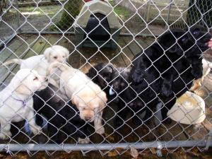 Puppies greeting visitors