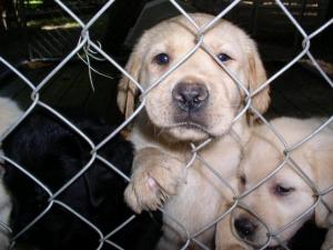 Puppies greeting visitors