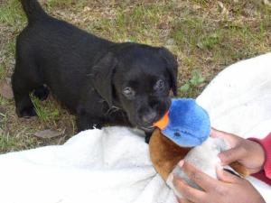 Chewing on a toy