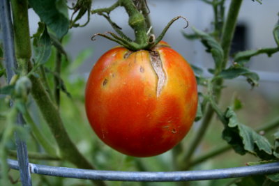 Tomato01_20110720.JPG