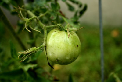 Tomato02_20110715.JPG