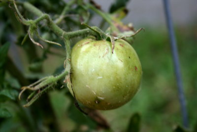 Tomato02_20110720.JPG