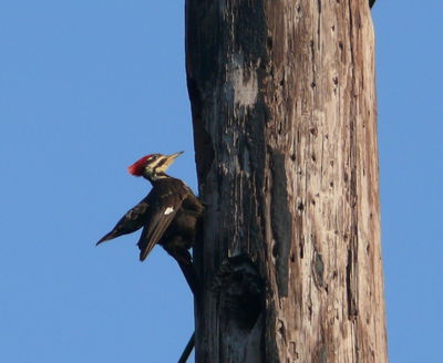 A woodpecker perched on the side of a utility pole