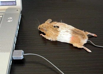 mouse.jpg