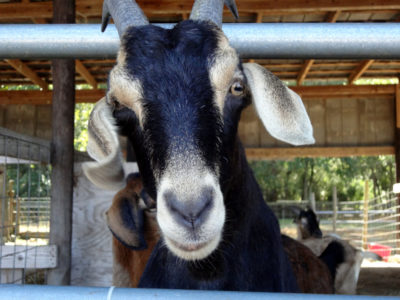 West Farm goat