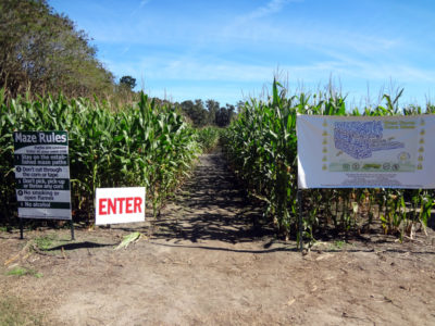 Corn maze entrance