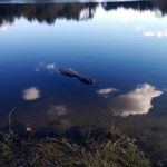 Lake Alice alligator