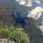 Lake Alice turtle