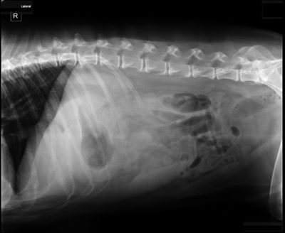 Simba lateral x-ray