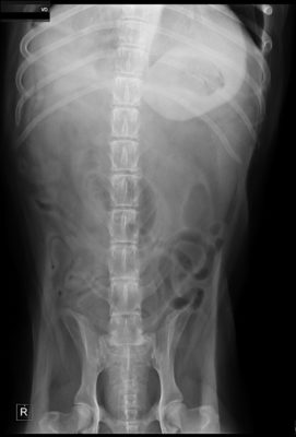 Simba ventral-dorsal x-ray