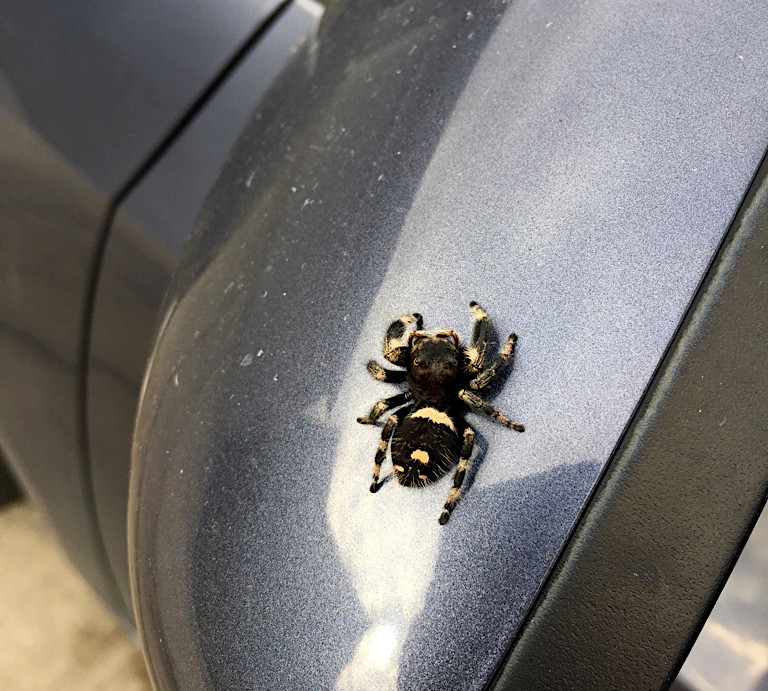 Spider on the car side view mirror