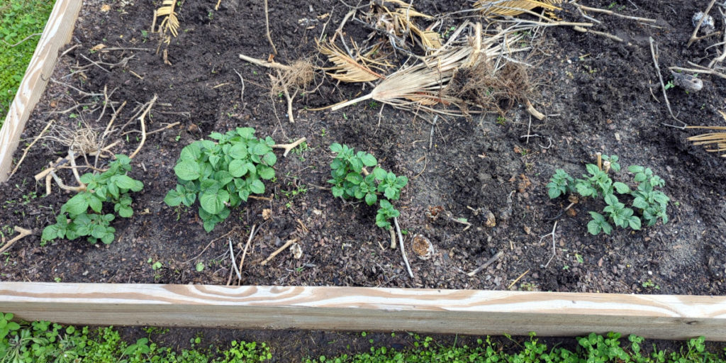 Four potato plants growing in a raised bed garden