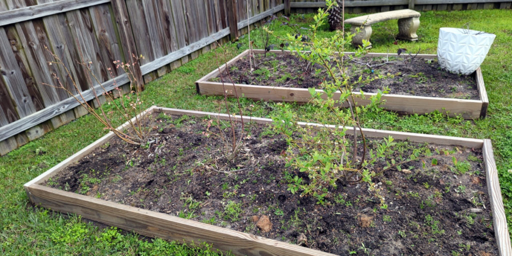 Blueberry and blackberry bushes planted in raised bed gardens