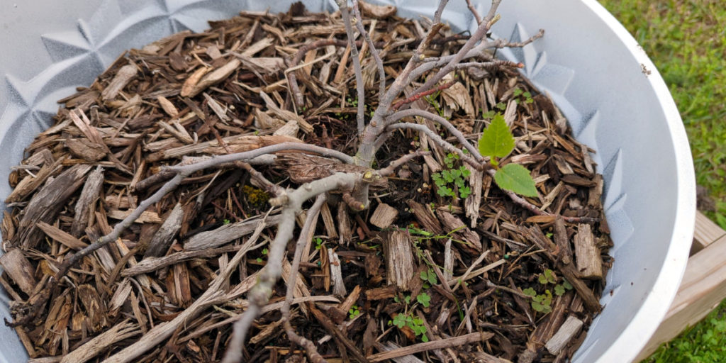 Two leaves sprouting from a fig plant