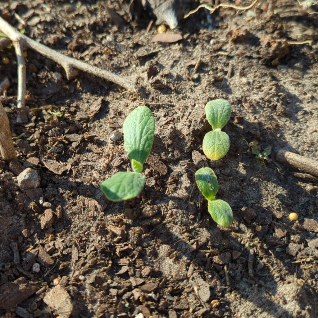 Butternut squash seedlings growing in the raised beds