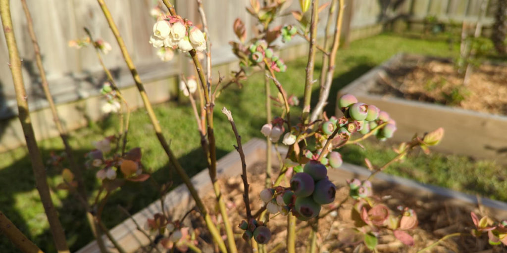 Blueberry blossoms and blueberries