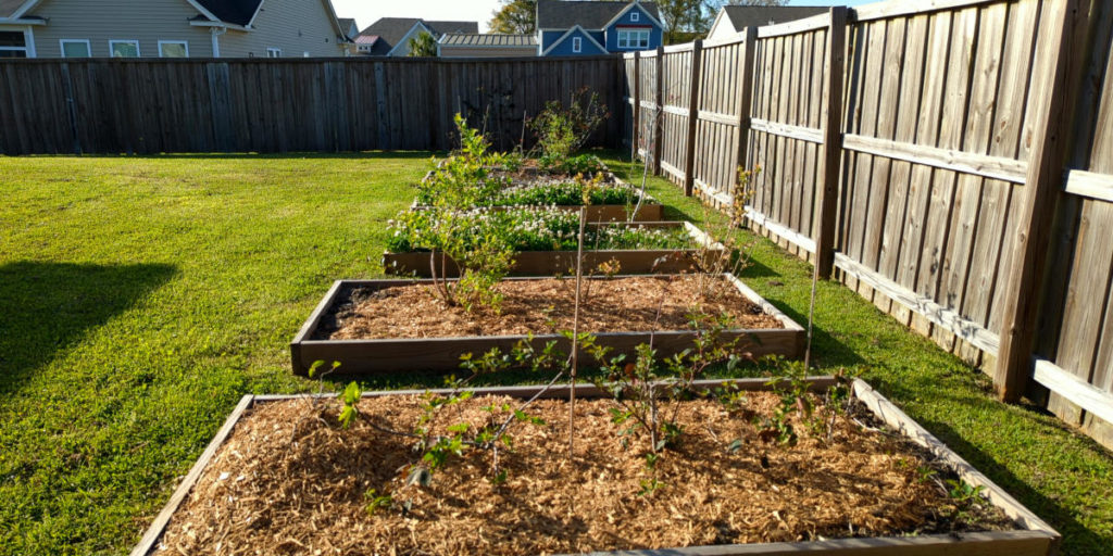 Raised beds in the yard